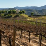 A picturesque photo of a vineyard in Temecula, CA